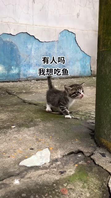 流浪猫没有家,流浪猫饿的喵喵叫,好心人送来鱼肉吃 