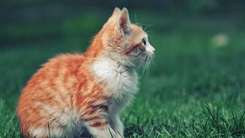 刚养的猫咪不会用猫砂盆,需要主人耐心教导,不能放任不管