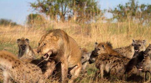 狮王变老被十几只鬣狗撕咬,关键时刻儿子赶来营救,网友 感人