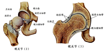 人体解剖歌诀,果断收藏