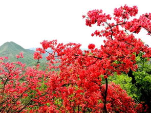 高山杜鹃与映山红的区别？