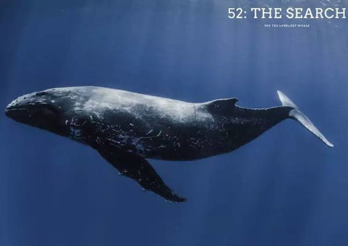世界上最孤独的鲸鱼 他们为它拍了一部暖暖的纪录片 