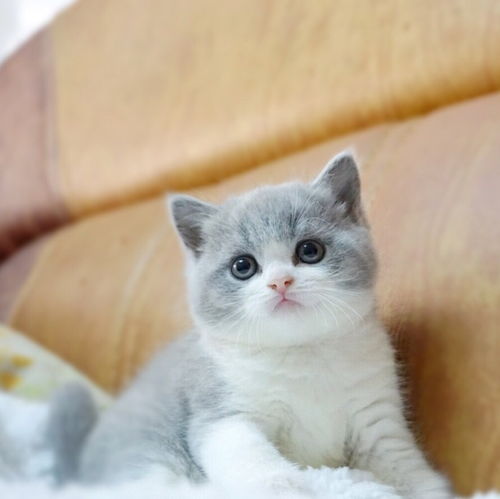 图 英国短毛猫蓝白幼猫优惠出售 成都宠物猫 