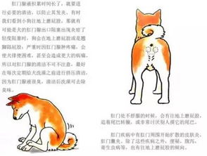 犬猫蹭屁股,恶臭,多半是肛门腺惹的祸 