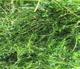 伊乐藻种子播种方法,伊乐藻的种子怎么种植？
