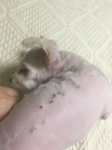 两个多月幼犬,博美,身上长结痂块状小结,揭开结痂是红色稍渗血皮肤 