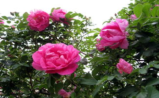 四季玫瑰怎么养殖方法,四季玫瑰花剪枝方法？