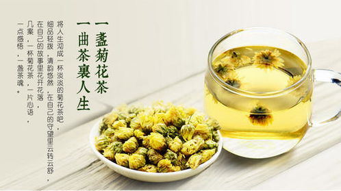 孕妇喝菊花茶好吗 胎菊的价格高低取决于哪些因素呢