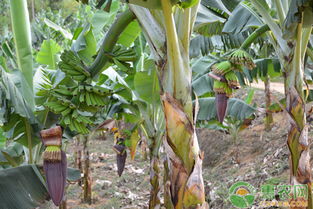 北方地区怎么种香蕉 香蕉栽培技术要点