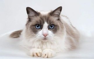 养猫经验分享 怎么看猫有没有发腮,布偶猫多久发腮 