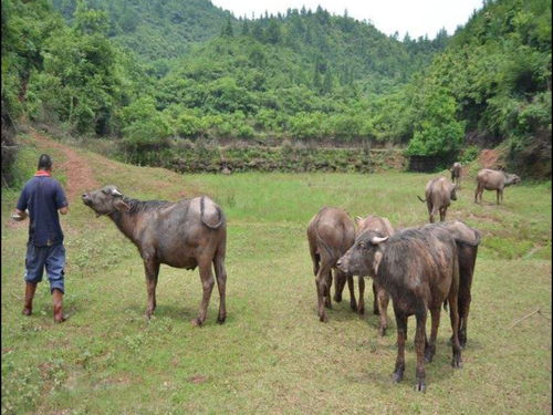 能耕地能拉车,农村养黄牛和养水牛有何区别 养什么性价比更高