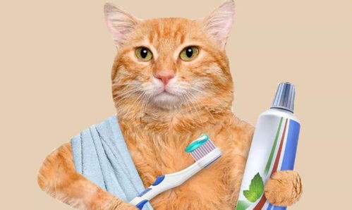 猫猫不仅会换牙,换牙后还会得青春期齿龈炎