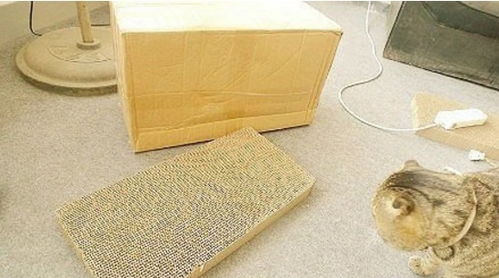 利用废旧纸箱制作舒适的猫窝的方法图解