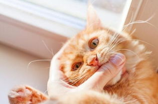 为什么抚摸猫咪时它会翻脸咬人 忽略猫咪的身体语言被咬在所难免 
