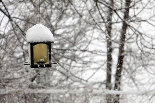 孤舟蓑笠翁，独钓寒江雪——孤什么雀什么诗的艺术探寻，孤什么雀什么诗句大全