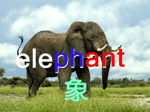 小学生轻松记忆长单词 elephant 象 附视频 Phonics Song 2