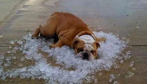 不是只有你会怕热,狗狗中暑了怎么办