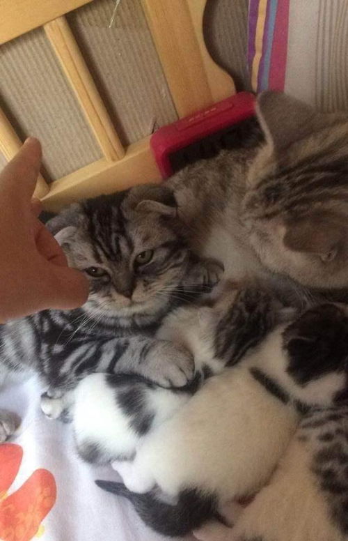 母猫生了3只小猫 却看到4只猫咪在吃奶 公猫也在吃