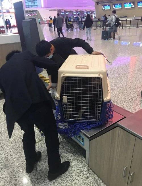 白云机场 旅客托运宠物需提供正规动物检疫证明原件