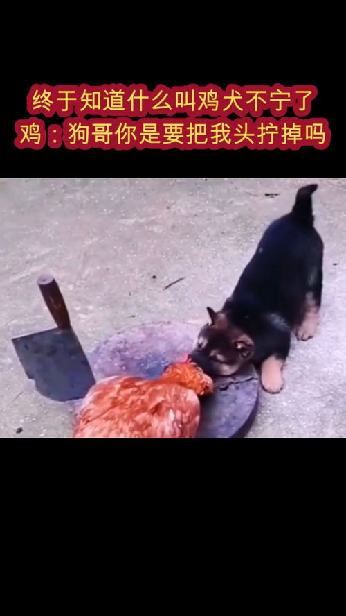 鸡犬不宁是什么生肖