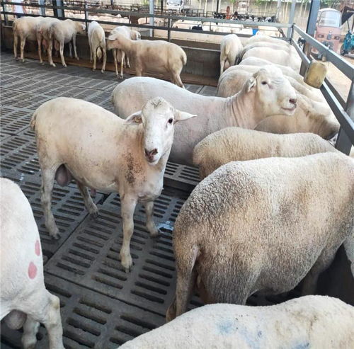 澳洲白绵羊价格行情 澳洲白绵羊羊苗价格 澳洲白绵羊养殖价格 