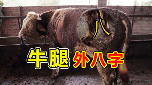 养牛养成外八字牛,好骨架牛也得浪费几百斤肉,亏不亏 