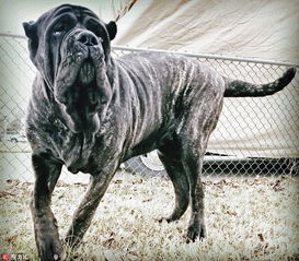 美男子培育出世界最大狗 未满周岁身高1.83米 