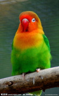 头部是绿橙相间,翅膀是深绿,下腹是浅绿色,嘴巴很红而且像鹦鹉的鸟是什么鸟 