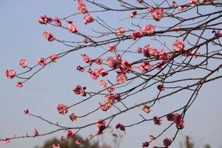 温州杨府山公园梅花香艳盛开,快来看 