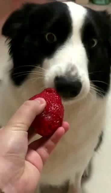 狗狗吃草莓,好吃到耳朵竖起来 