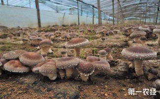 香菇的种植与栽培技术