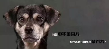 杭州传出血腥打狗事件 被治理的应该是养狗人,不是狗