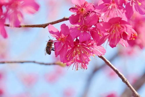 武汉第一批樱花,开了 来武汉赏樱,必须知道的10个樱花冷知识