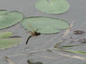 蜻蜓点水是怎么回事 