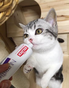 猫营养膏有什么作用 谷登猫咪营养膏效果提升两倍