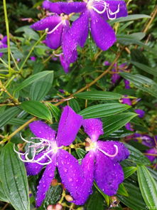 我看到风雨中的鲜花在绽放