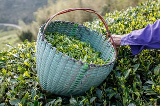 茶生活 每个年龄阶段都可以喝茶