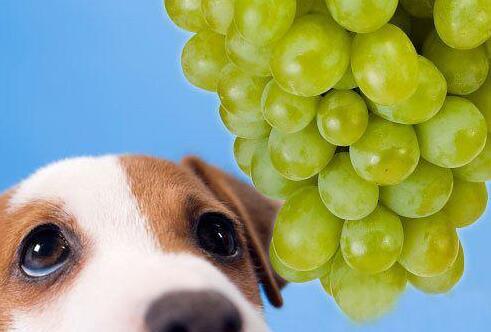 狗狗吃水果其实很讲究,尤其是这7种,再怎么想,也碰不得