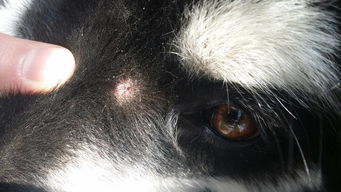 阿拉斯加眼睛下面有像皮肤病一样的东西,请狗友们看看该怎么办 