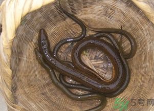 野生黄鳝和养殖黄鳝的区别 黄鳝野生怎么区分