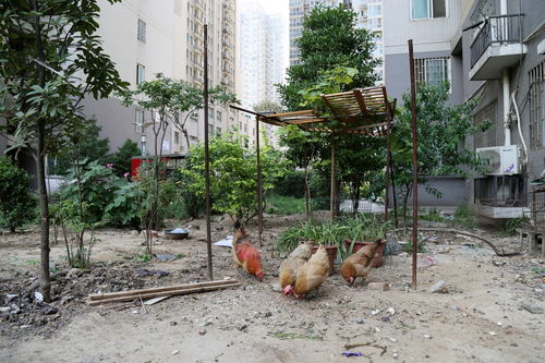 郑州高档社区变回 城中村 居民养鸡种菜 