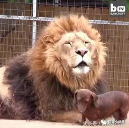 狮子和腊肠犬相亲相爱互舔的画面,颠覆大多数人对狮子的威猛印象
