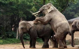 公象遇母象和汽车后顿时忍不了,情侣经历难忘一幕