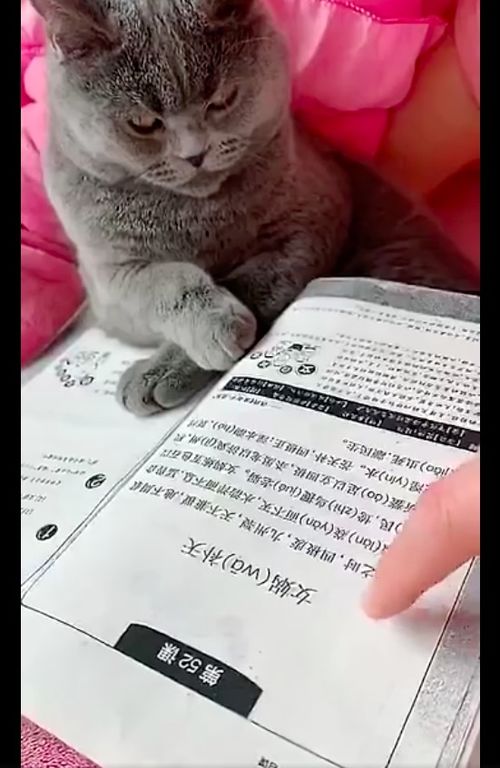 主人给猫咪上课,批评它时还奋力反抗,猫 真当自己是老师了