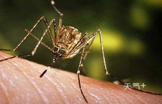 灭蚊子最有效的方法 灭蚊子的小妙招