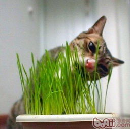 让所有猫如痴如醉的猫草,到底是什么草 