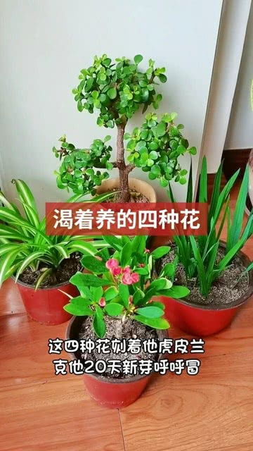 分享家庭养花知识 养花种草我是认真的 