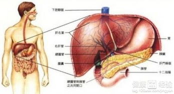 多发性肝囊肿会病变吗