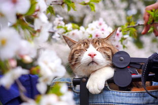 日本两只猫咪跟着主人去旅行 樱花树下拍美照