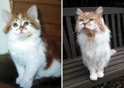 31岁生日后,全球最老的猫回喵星了